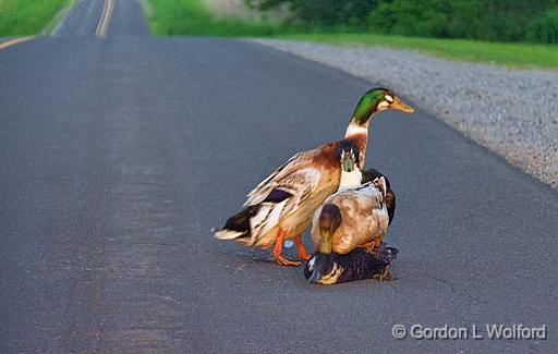 Why Don't We Do It In The Road_10154.jpg - Three male domestic ducks having their way right in the road at twilight with a female (I assume).Not the smartest birds in the world as they were lucky I saw them in time to stop.Photographed near Crosby, Ontario, Canada.